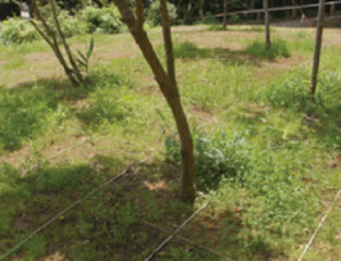 東京里山墓苑 花暦